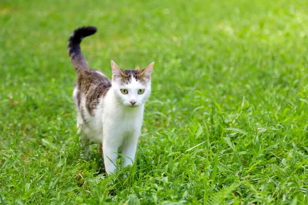 Beautiful cat on green grass in park — Stock Photo, Image