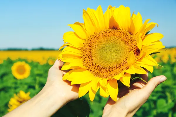 Vrouwelijke hand met zon bloem in veld — Stockfoto