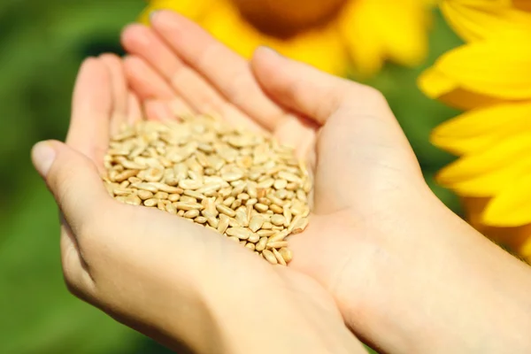 Hands holding sunflower seeds in field — Stock Photo, Image