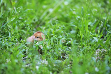 açık havada yeşil çimenlerin üzerinde küçük sevimli tavuk