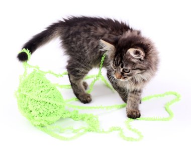 Top beyaz izole iş parçacığı ve komik gri kedicik