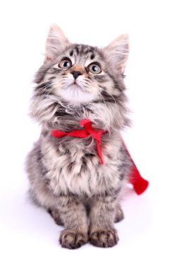 Kırmızı pelerin, üzerinde beyaz izole kedi. 