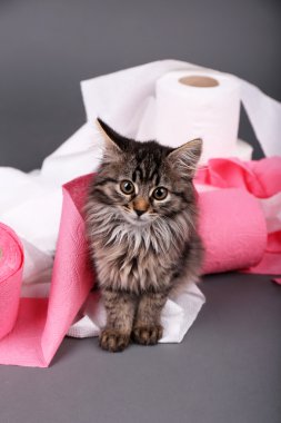 rulo gri arka plan üzerine tuvalet kağıdı ile oynarken sevimli kedi yavrusu