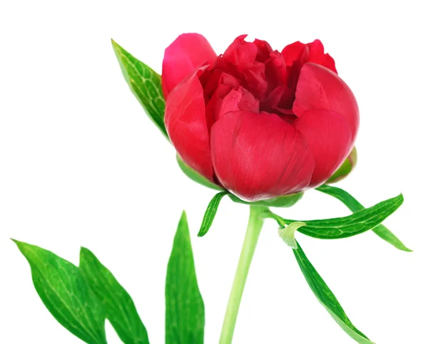 Piękne różowe piwonie, na białym tle — Zdjęcie stockowe