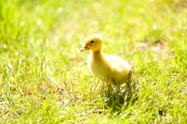 Pequeño patito lindo en la hierba verde, al aire libre — Foto de Stock