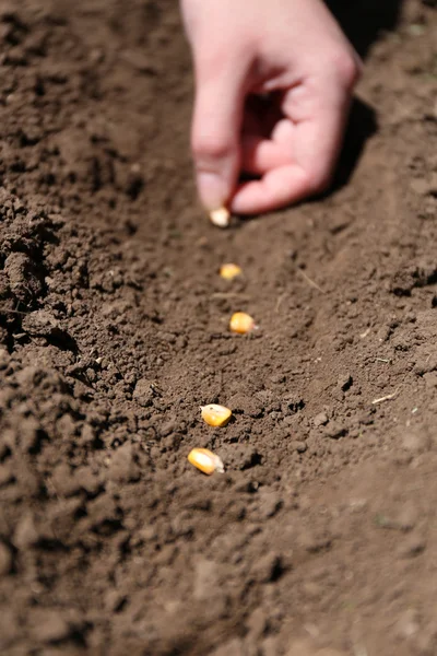 Sowing seeds into soil — Stock Photo, Image