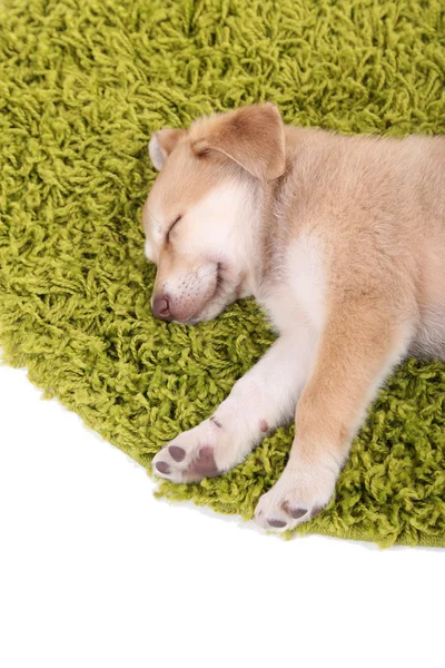 Pequeño lindo cachorro Golden Retriever en alfombra verde, aislado en blanco — Foto de Stock