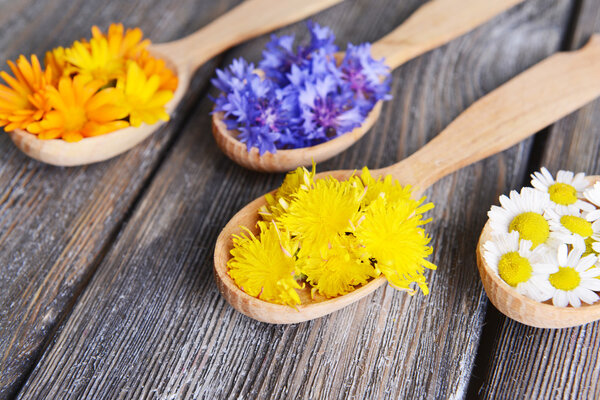 Fresh medical herbs in wooden spoons on table close-up