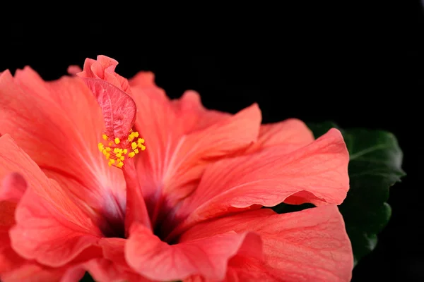 Rote Hibiskusblüte, Nahaufnahme, isoliert auf schwarz — Stockfoto