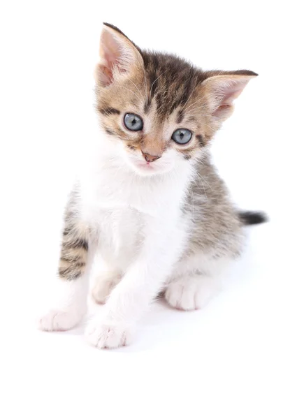 Niedliches kleines Kätzchen, isoliert auf weiß — Stockfoto