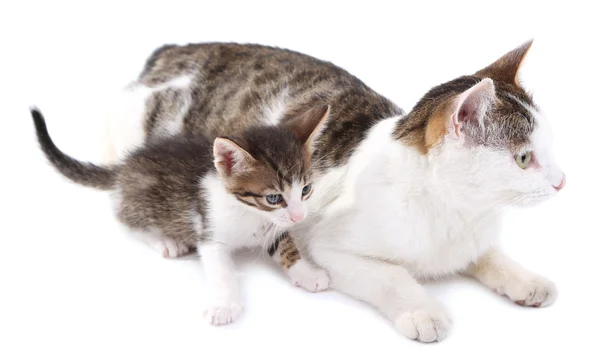 Roztomilé koťátko se svou matkou, izolovaných na bílém — Stock fotografie
