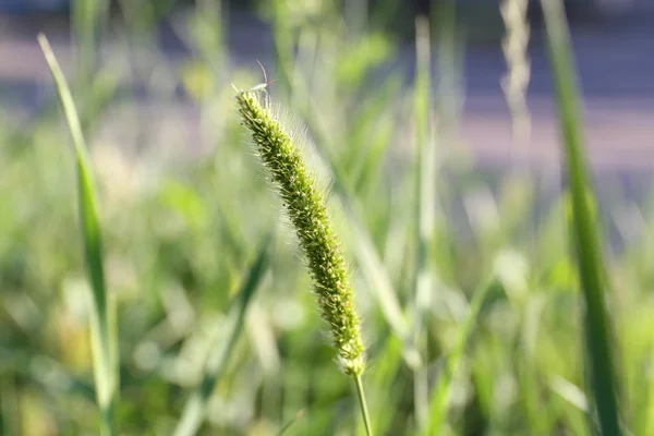 Green spikelets, outdoors — Stock Photo, Image