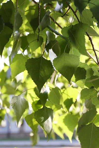 Groene bladeren op boom, buitenshuis — Stockfoto