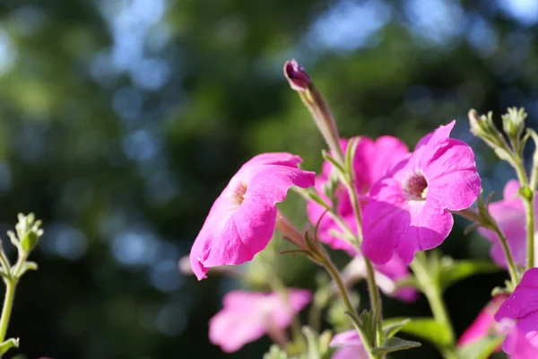 Beautiful flowers in garden — Stock Photo, Image