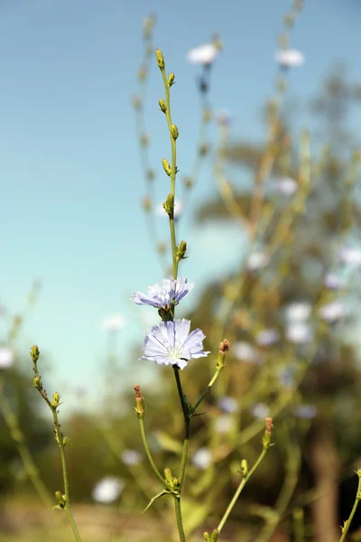 Hintergrund Natur — Stockfoto