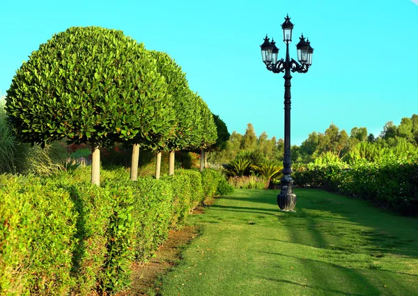 Vackert träd på park — Stockfoto