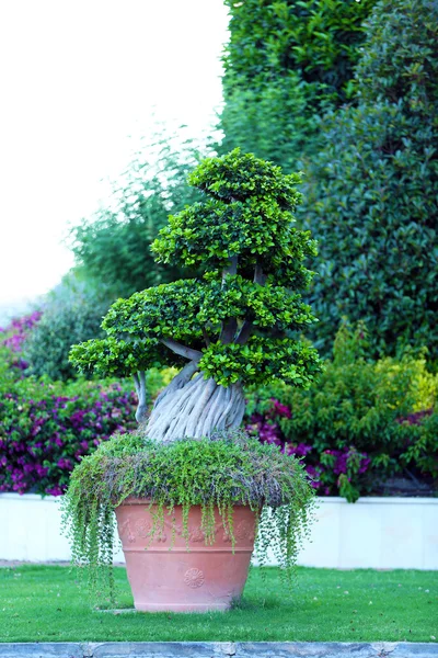 Садовый плантатор с экзотическим деревом — стоковое фото