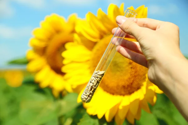 Рука тримає трубку з насінням у соняшниковому полі — стокове фото