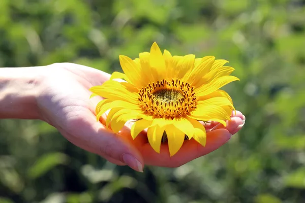 Schöne Sonnenblume in weiblicher Hand Nahaufnahme — Stockfoto