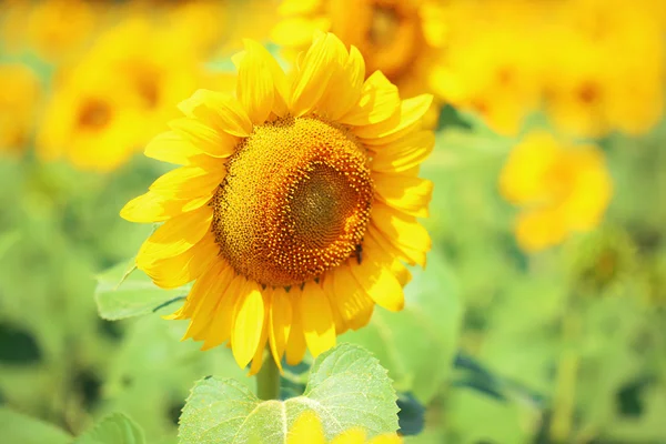 Vackra solrosor fältet — Stockfoto