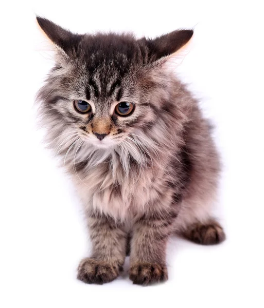 Chaton mignon jouant avec rouleau de papier toilette, isolé sur blanc — Photo