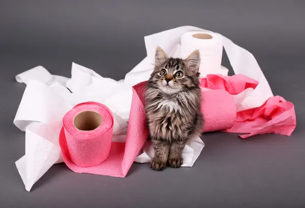 Leuk Katje spelen met rollen wc-papier, op grijze achtergrond — Stockfoto