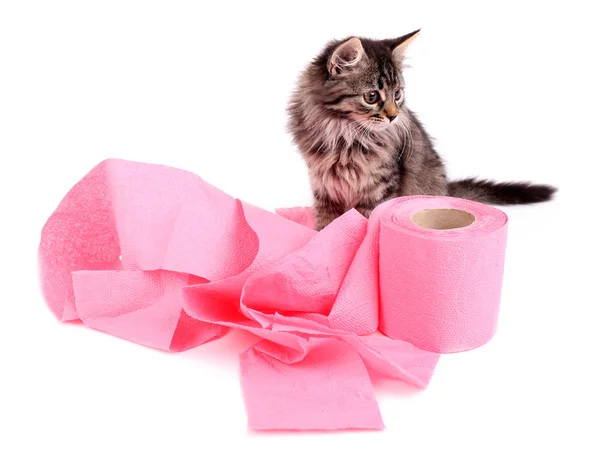 Söt kattunge leker med rulle toalettpapper, isolerad på vit — Stockfoto