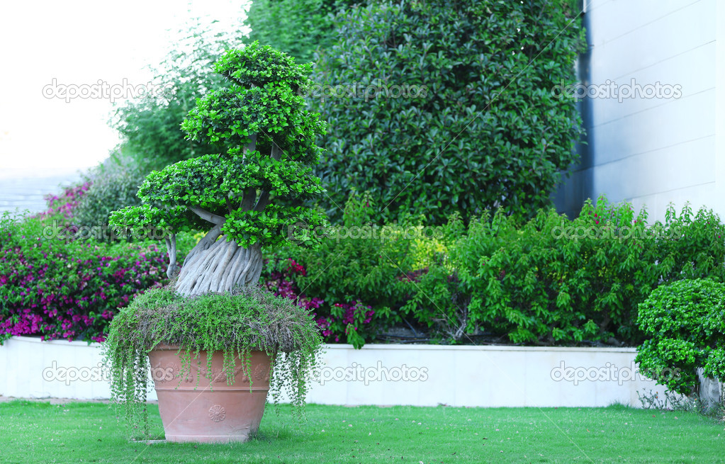 Garden planter with exotic tree 