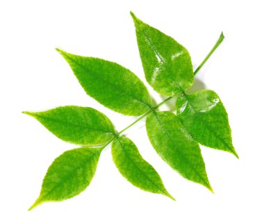 yeşil yapraklar beyaz üzerinde izole