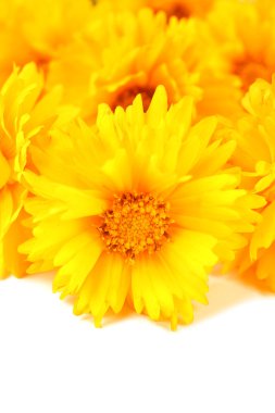 güzel kır çiçekleri yakın çekim