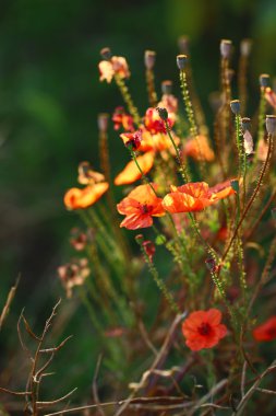 Alandaki güzel haşhaş