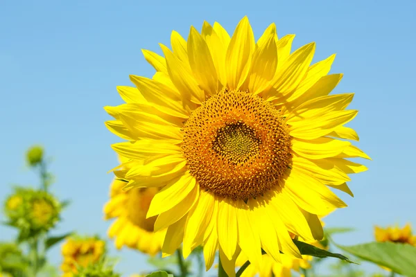 Mooie zonnebloem in het veld close-up — Stockfoto