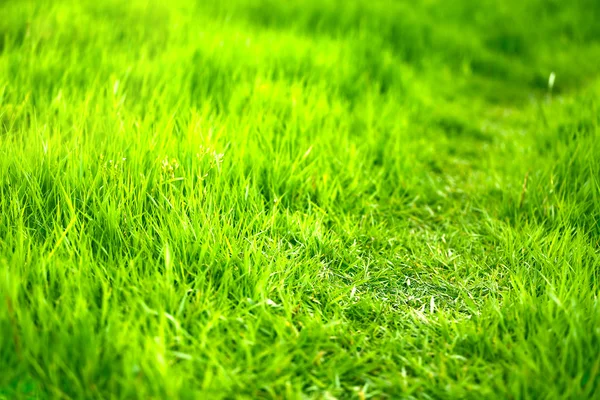 Mooi groen gras in het veld — Stockfoto