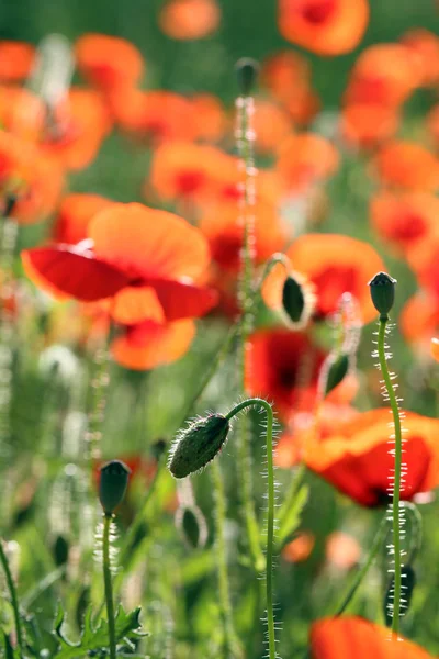 Łąka z pięknymi czerwonymi kwiatami maku wiosną — Zdjęcie stockowe