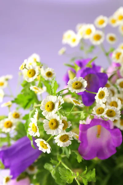 Bellissimi fiori selvatici su sfondo blu — Foto Stock