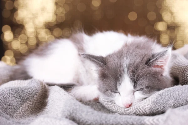 Симпатичный маленький котенок на блестящем фоне — стоковое фото
