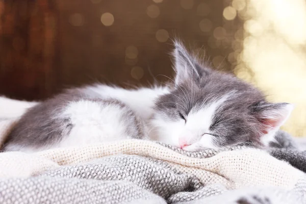 Piękna ładny mały kotek na błyszczącym tle — Zdjęcie stockowe