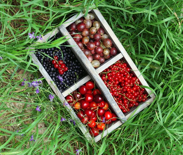 Fresh berries in box — Stock Photo, Image