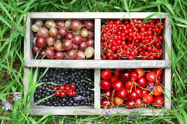 Fresh berries in box — Stock Photo, Image