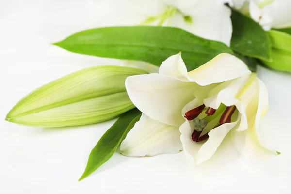 Beautiful lily isolated on white — Stock Photo, Image