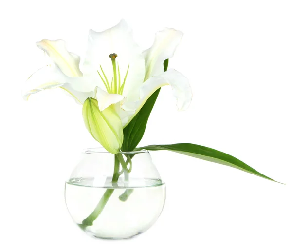 Beau lys dans un vase isolé sur blanc — Photo