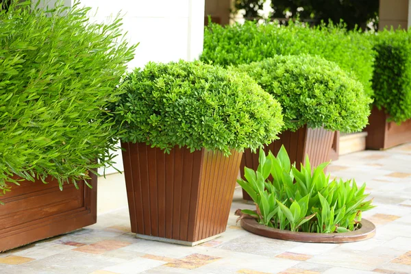 Pentole da giardino con cespugli lussureggianti — Foto Stock