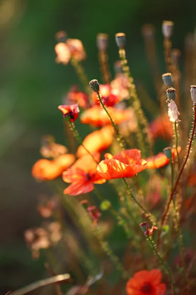 Beautiful poppies in field — Stock Photo, Image