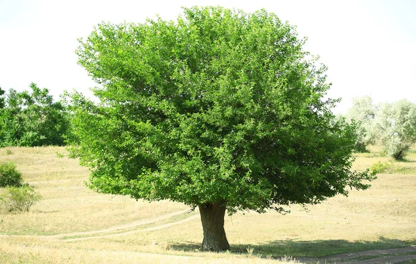 单个大的老树在户外 — 图库照片