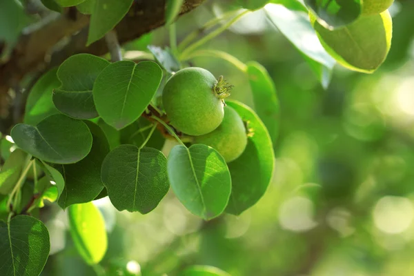 Όμορφη άνοιξη αφήνει με φρούτα στο δέντρο σε εξωτερικούς χώρους — Φωτογραφία Αρχείου