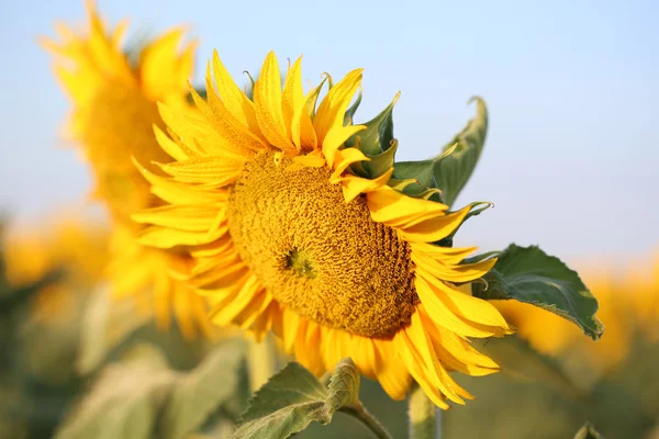 Mooie zonnebloemen veld — Stockfoto