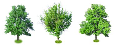 Büyük eski ağaçlar üzerinde beyaz izole kolaj