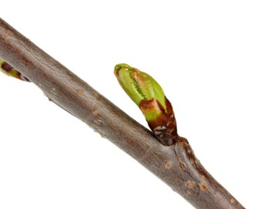 çiçek tomurcukları beyaz izole ağaç üzerinde