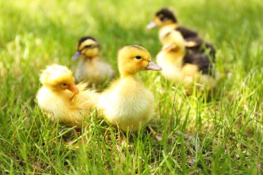 küçük sevimli ördek yavrusu