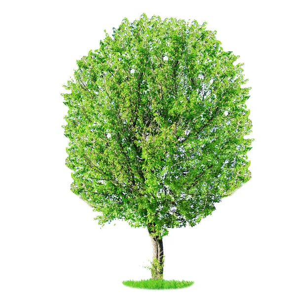 Einzelner großer Baum isoliert auf weiß — Stockfoto